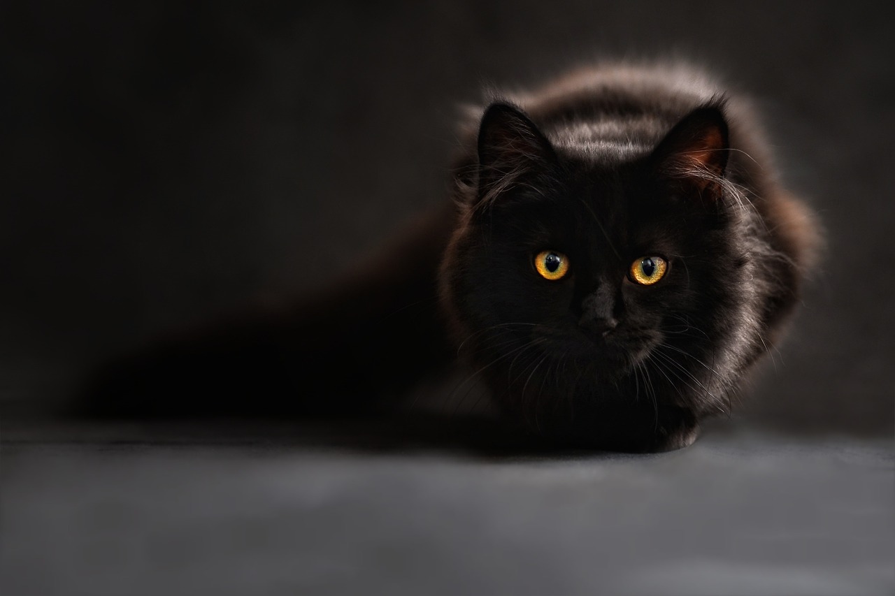 ¿Cuál es el resumen del gato negro?