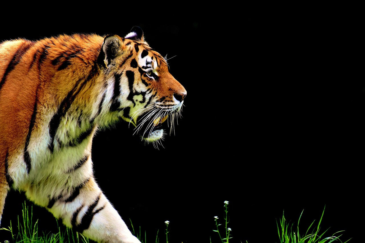 ¿Cuál es el sustantivo de tigre?