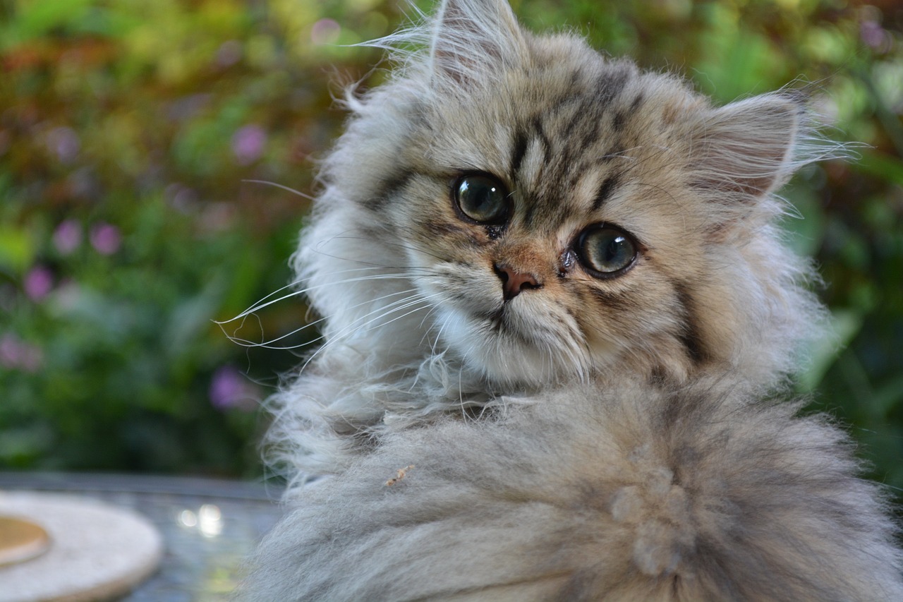 ¿Qué precio tienen los gatitos persa?