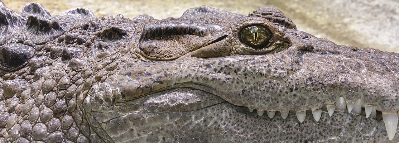 ¿Cómo se llama el cocodrilo con boca larga?