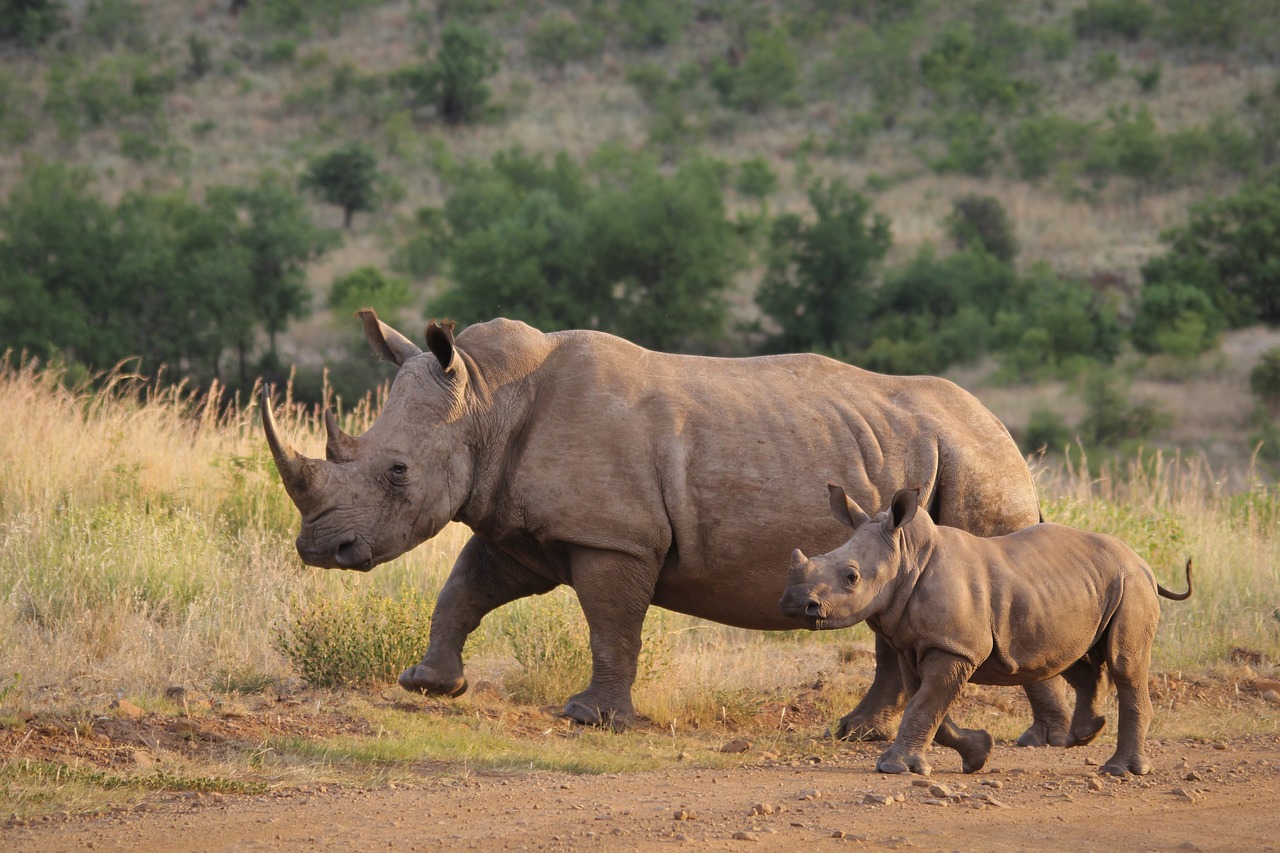 ¿Qué significado tiene el rinoceronte?