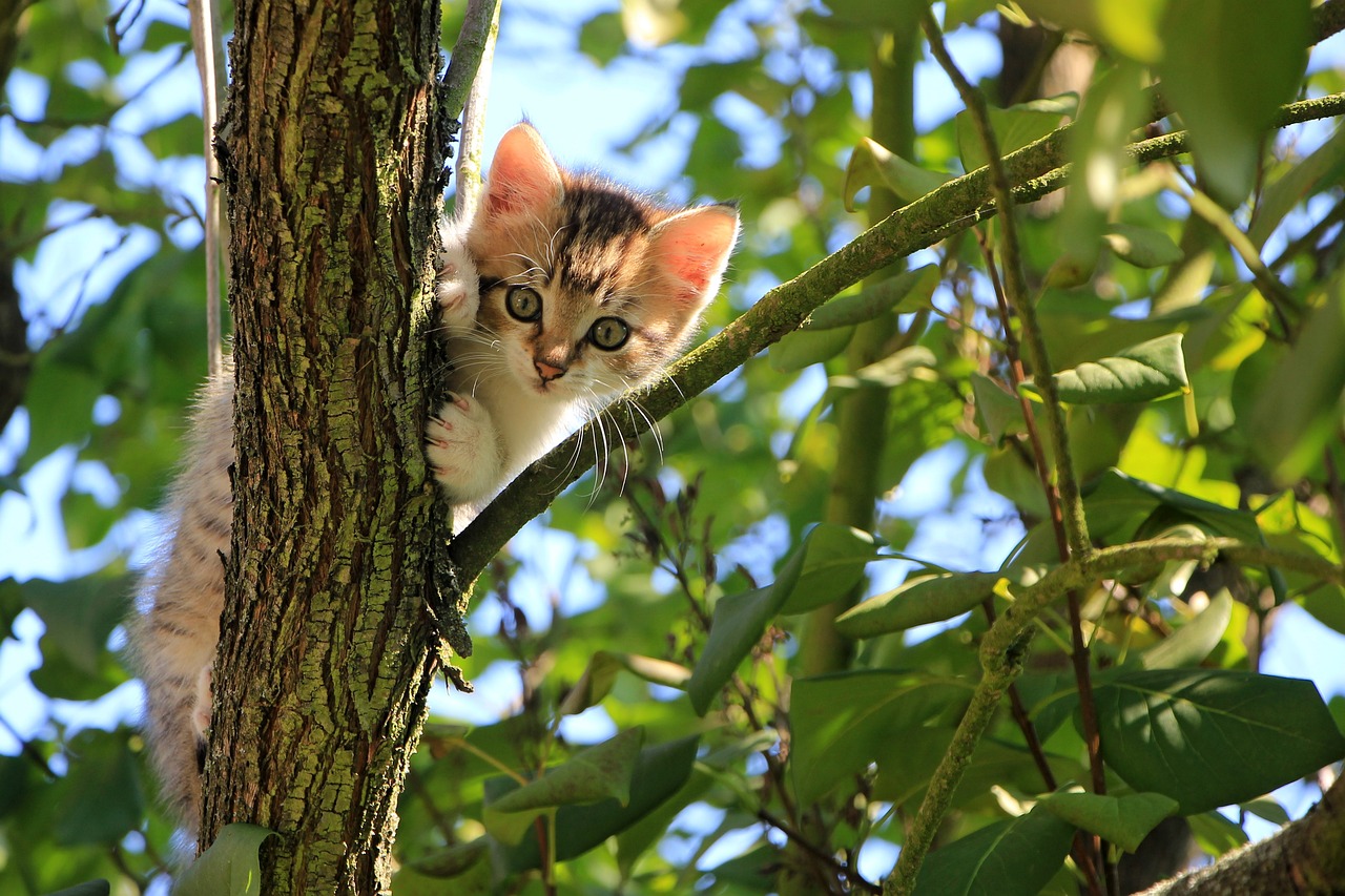 ¿Cómo se llama el gato que tiene las orejas largas?