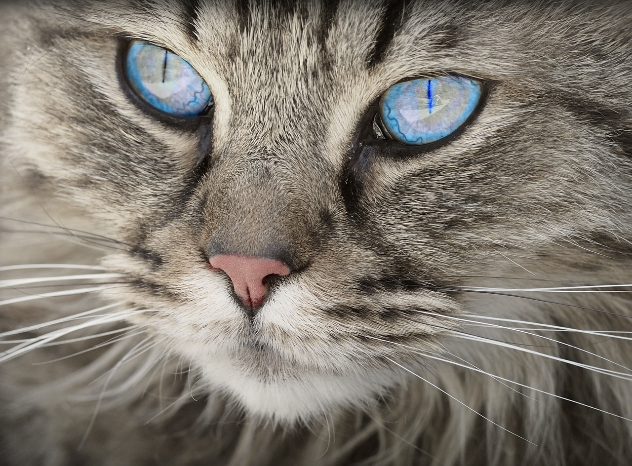 ¿Qué pasa si un gato come un poco de helado?