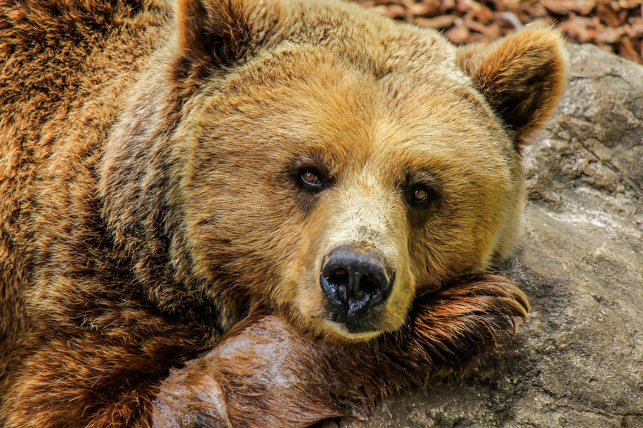 ¿Que terminen en oso?