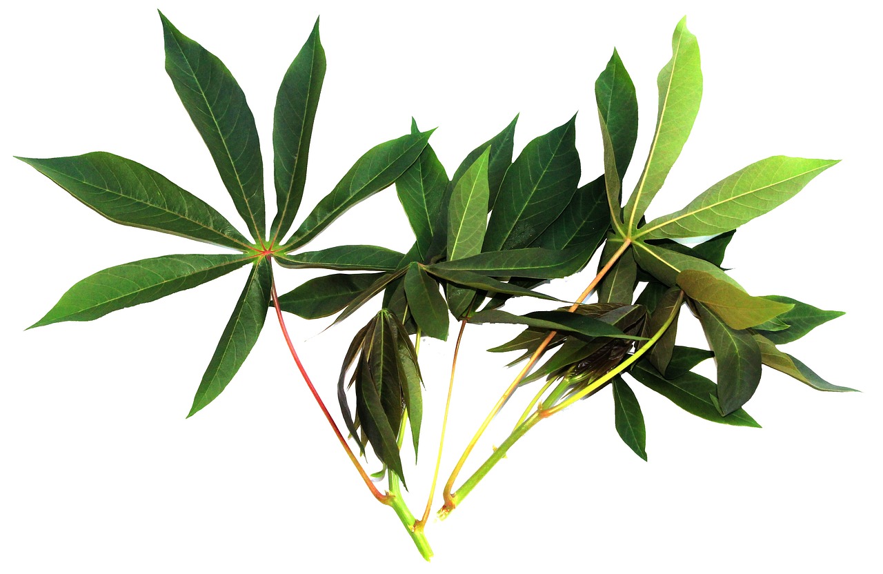 ¿Cómo se cuida una planta de yuca?