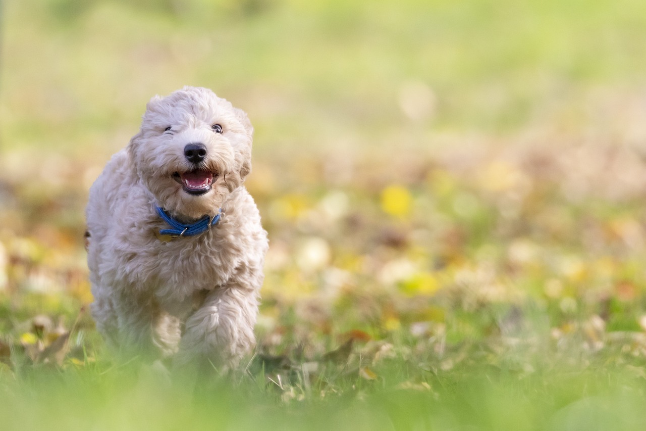 ¿Cómo puedo vestir a mi perrita?