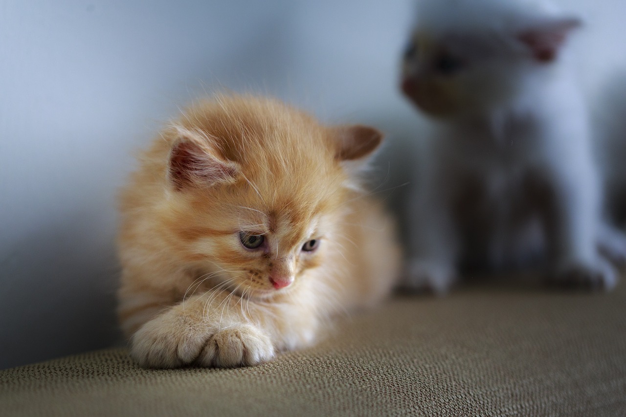 ¿Cómo llamar a un gato rubio?