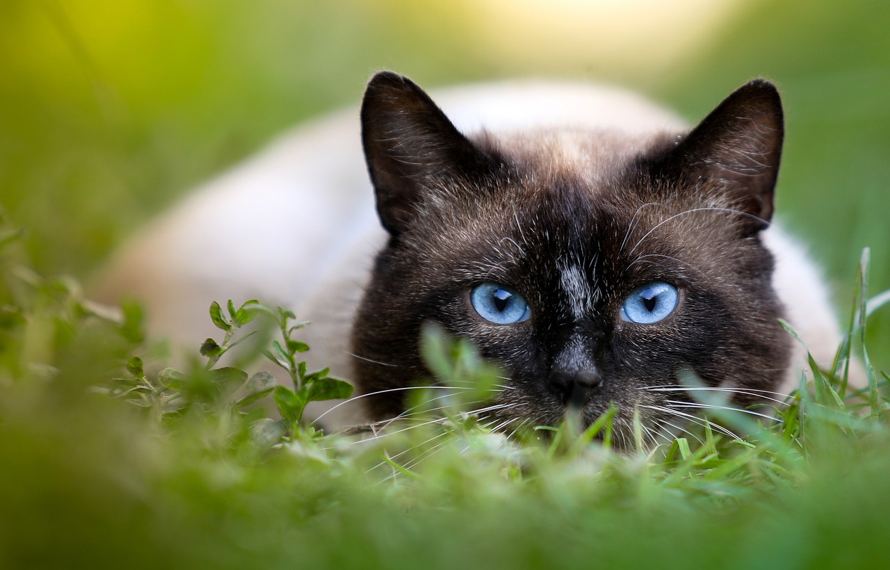 ¿Qué nombre le puedo poner a mi gato siamés?