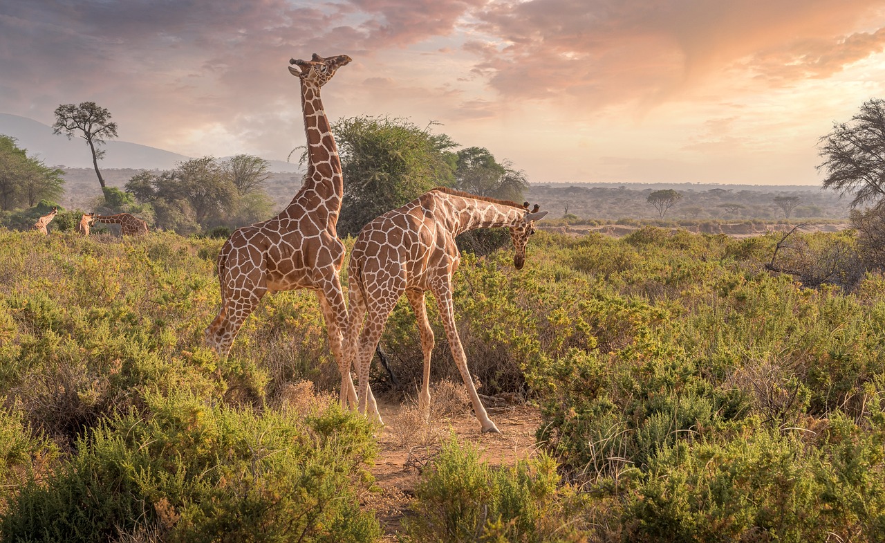 ¿Por qué la lengua de las jirafas es morada?