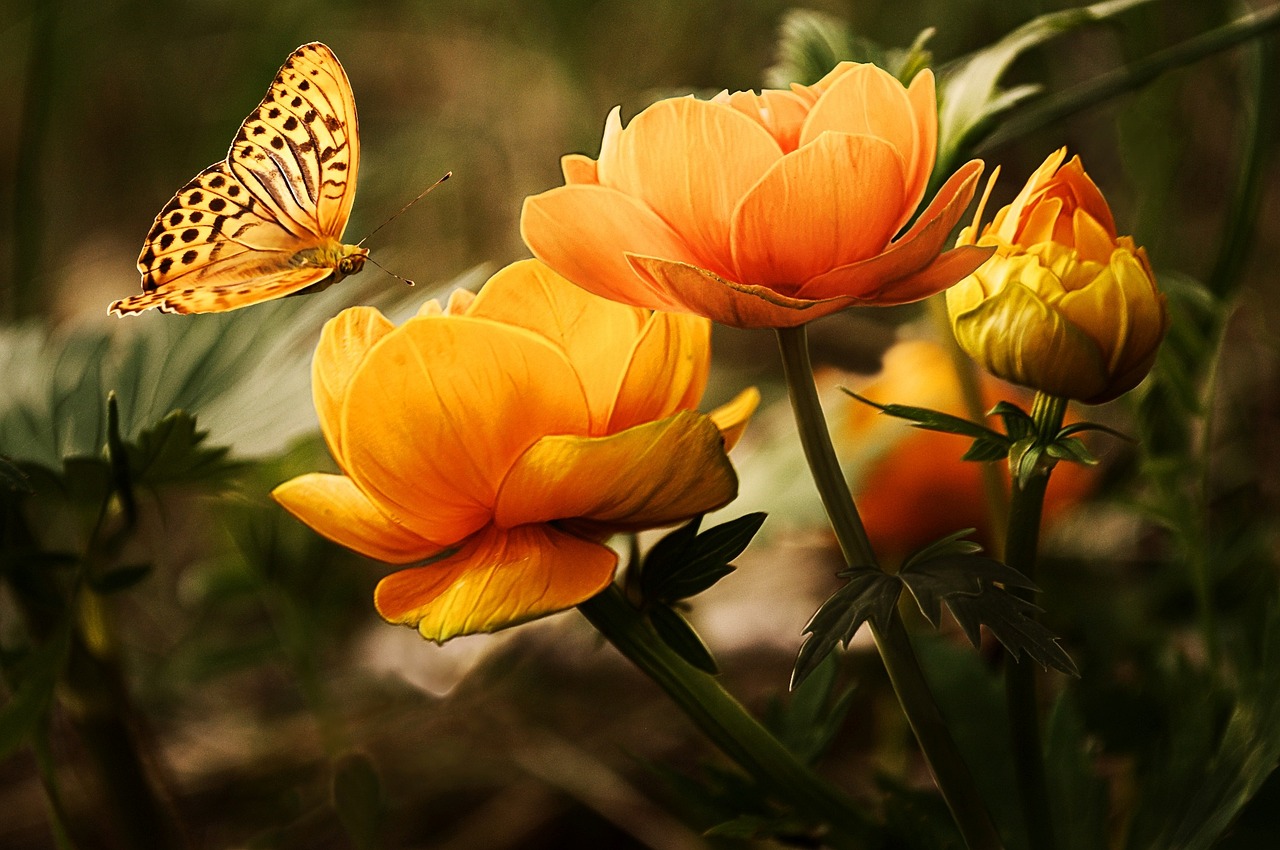 ¿Qué significa una mariposa de color naranja?